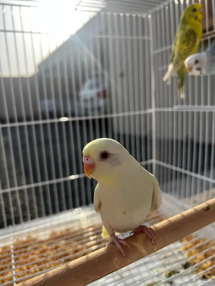 للبيع بادجي زوجين اليفين ومعهم واحد زايد 5