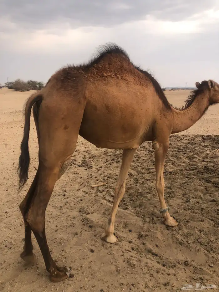 بكره لبنيه يعني لقيه ماشاء الله تبارك الله 0