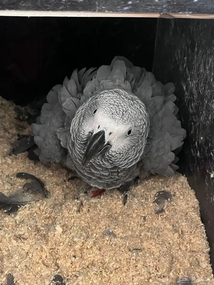 جوز كاسكو باض مرتين من غير تخصيب . 1