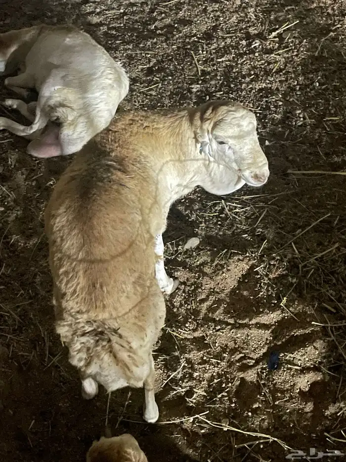 طليان تربيه شي فاخر 1