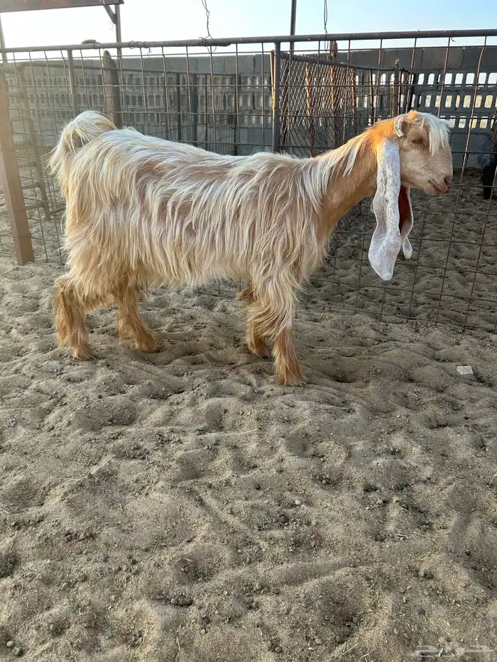 للبيع عنز صفرا جذعه طيبه ..تم البيع 1