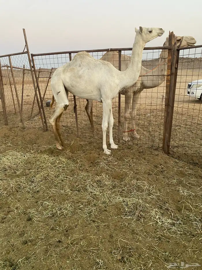 بكره للبيع 0