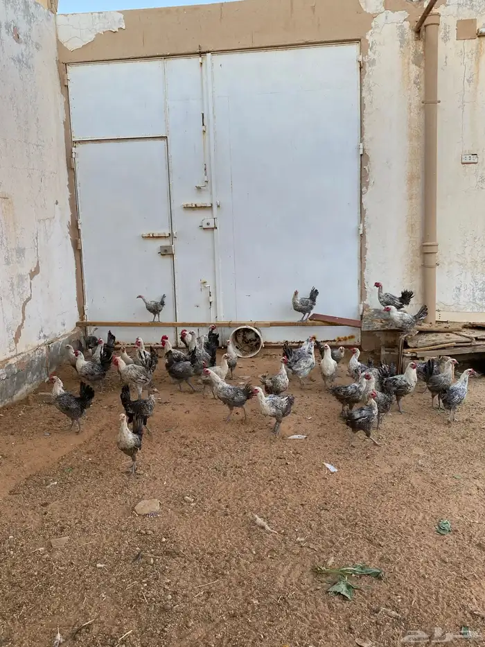 دجاج فيومي 1