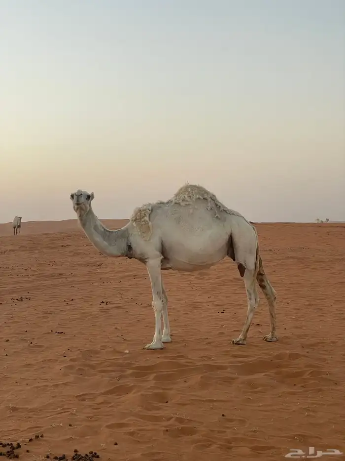 ناقه لقحه لها 8 شهور ( سديس كحيلانيه ) الموقع ضواحي الغاط 1