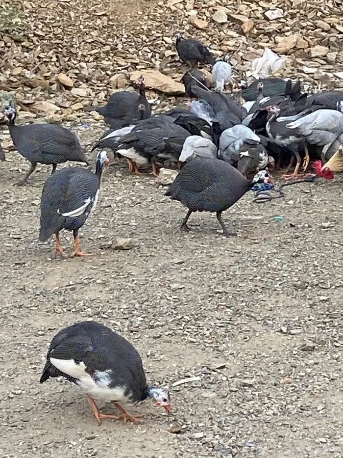 السلام عليكم اعرض لكم حجل حبشي. 3