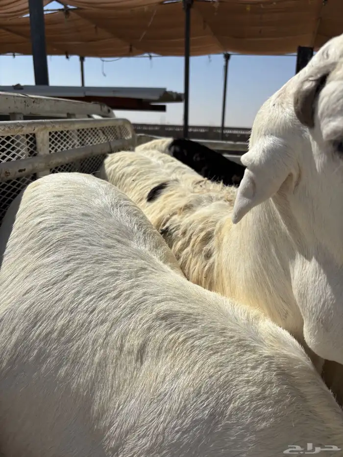 خرفان سواكن تربيه ميه بالميه 3