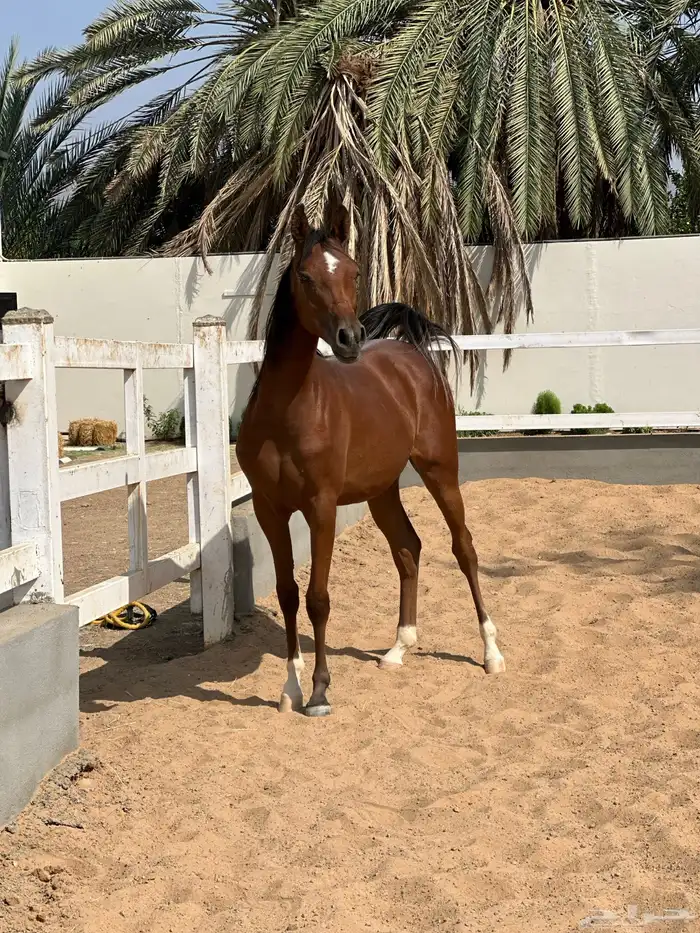 مهره عربيه ورق 1