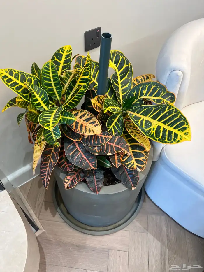 أعمال زراعة وصيانة للبيوت والمشاريع التجارية 28