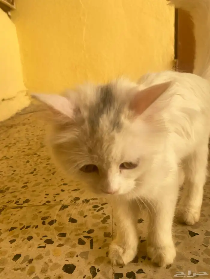 عمره 3 اشهر 1