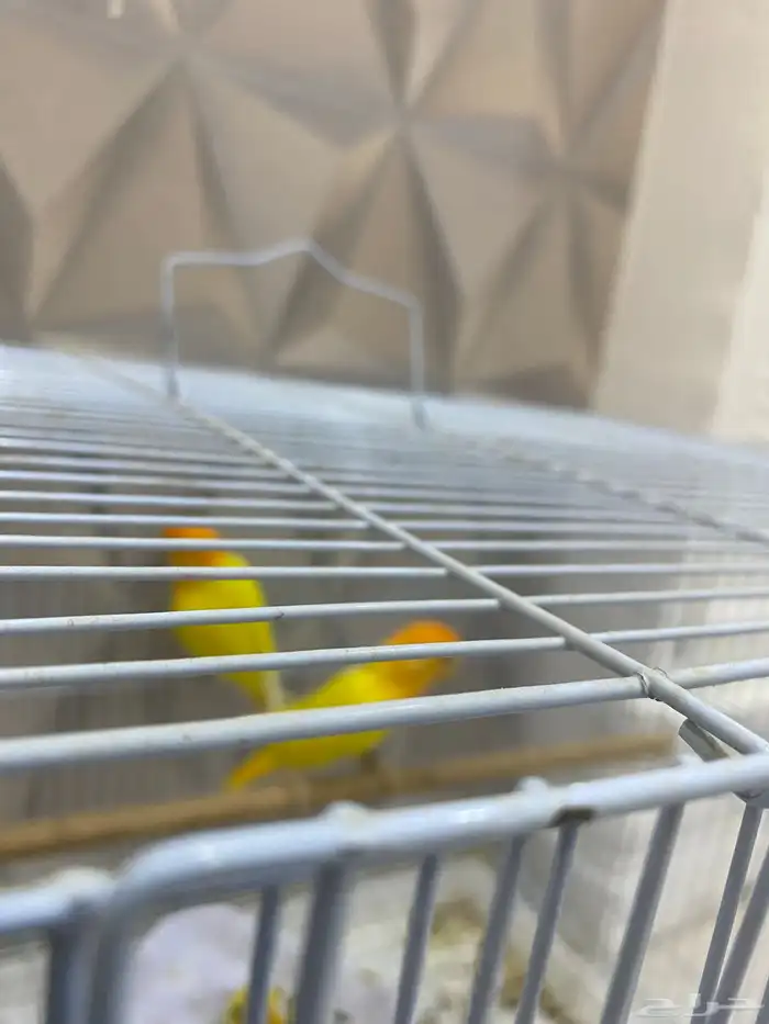 جوز روز منتج 1