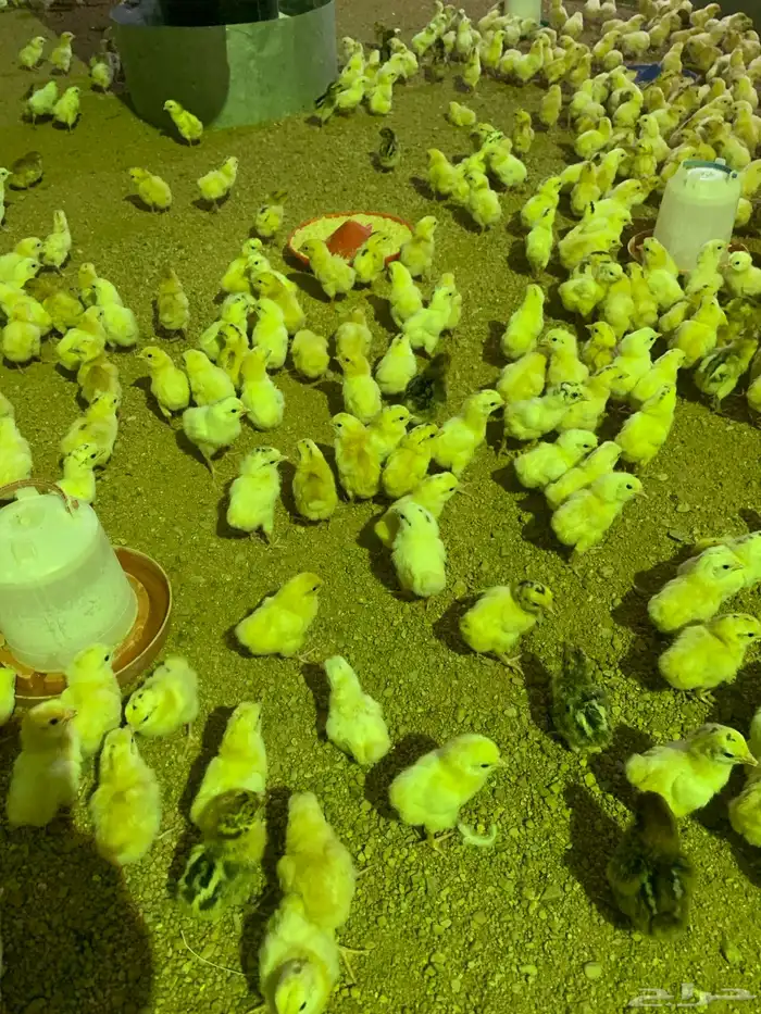 صوص بلدي فيومي 2