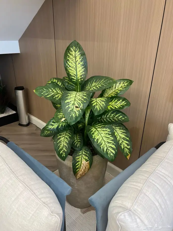 أعمال زراعة وصيانة للبيوت والمشاريع التجارية 26