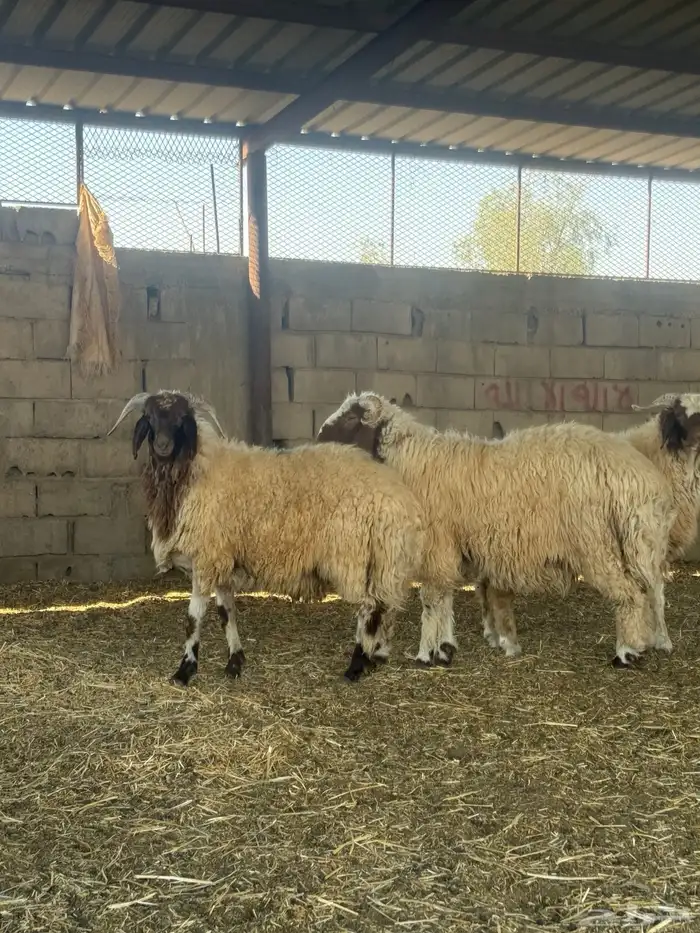 خرفان نعيم فاخر 3