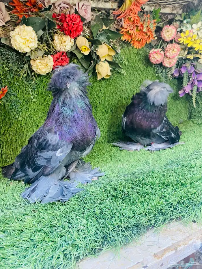 للبيع بخاره بلوشيك 13