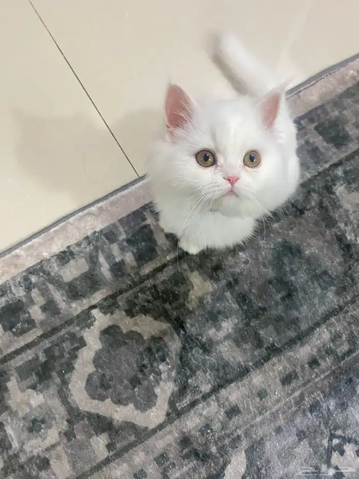 قط صغير شيرازي لتبني 1