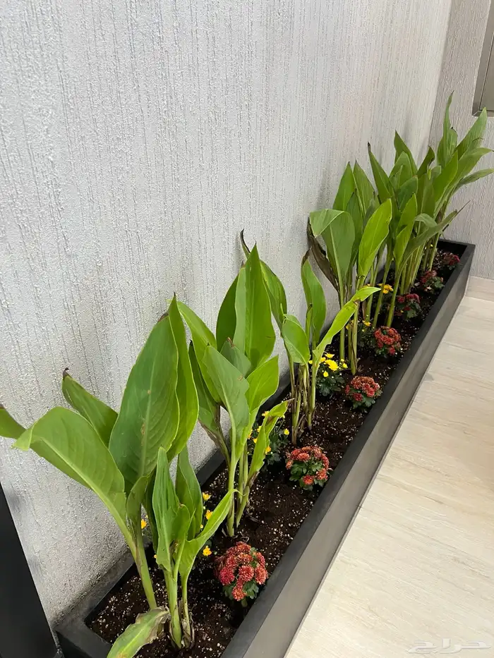 أعمال زراعة وصيانة للبيوت والمشاريع التجارية 32