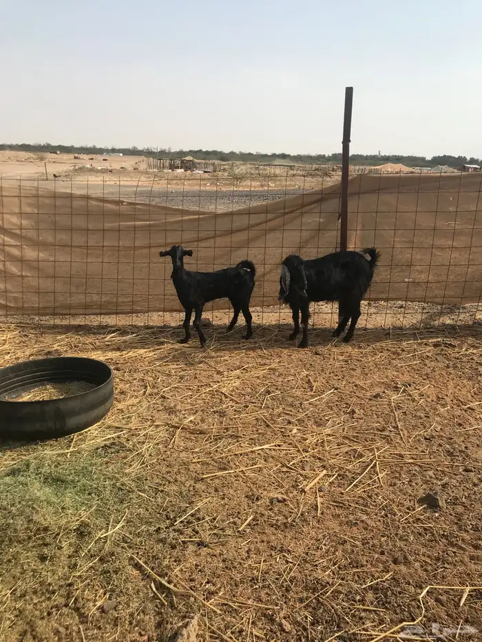 ماعز للبيع 1