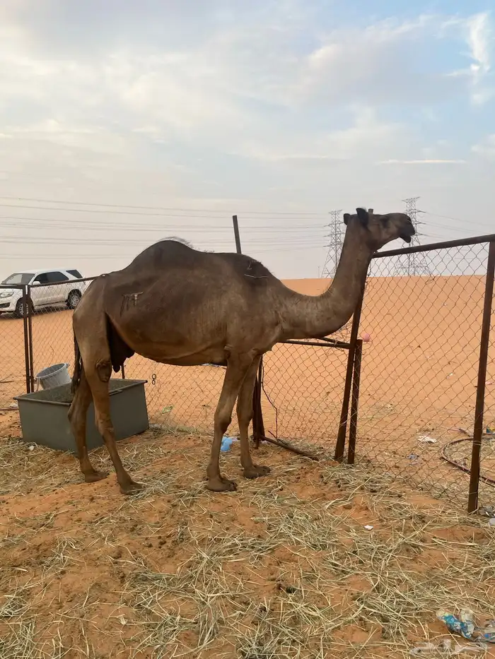 ناقه للبيع 0