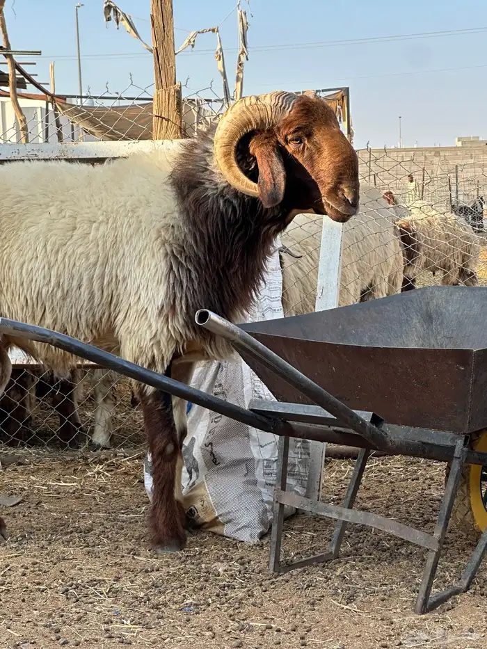 للبيع فحل نعيمي رباع جبر 8