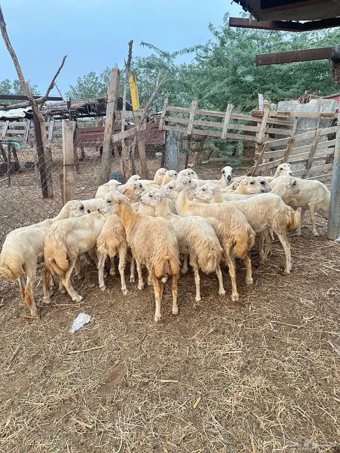 رخيل رفيدية 1