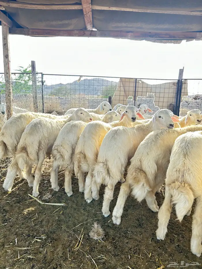 ذبايح حريه طليان و رخال 3