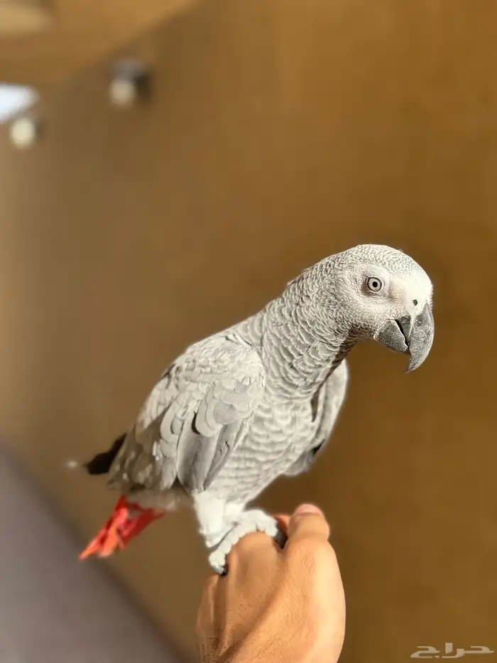 للبيع فرخ كاسكو مميز   عمره 11 شهر فقط 0