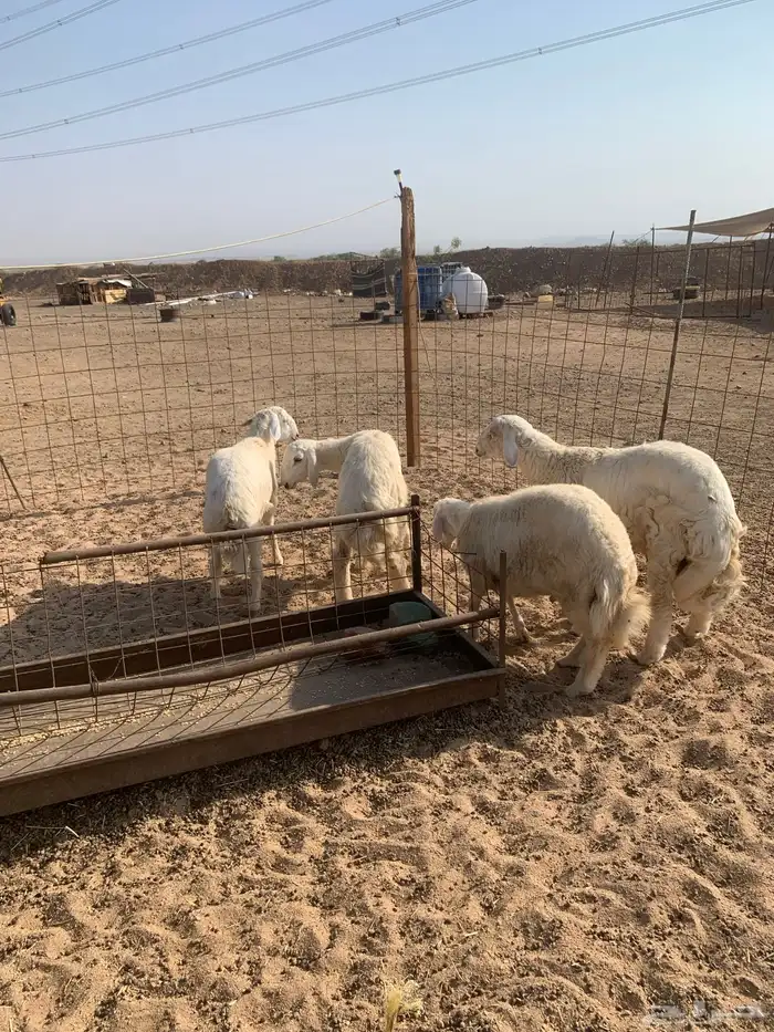 تيوس عوارض ذبايح ثلاجه ذبائح حري يوجد صلخ وتوصيل 5