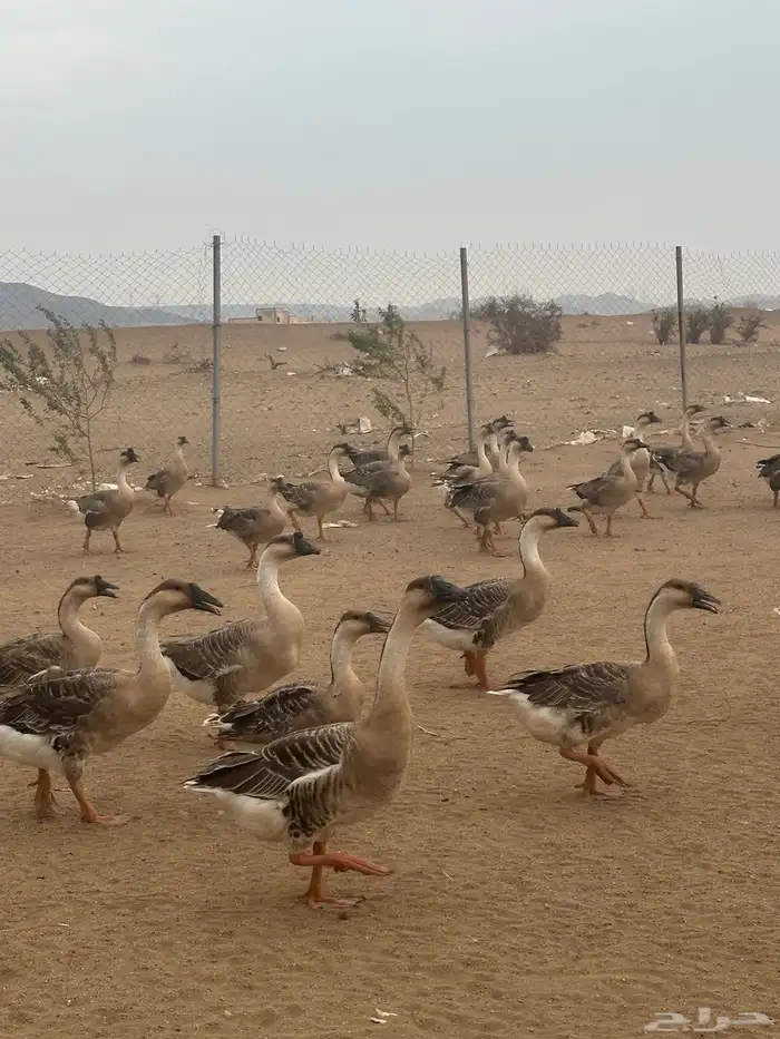 واز عراقي نضيف ومنتج في موسمه شرط 3