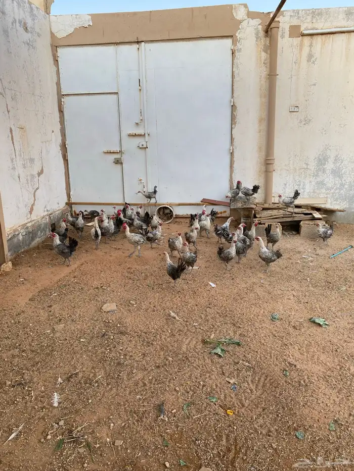 دجاج فيومي 2