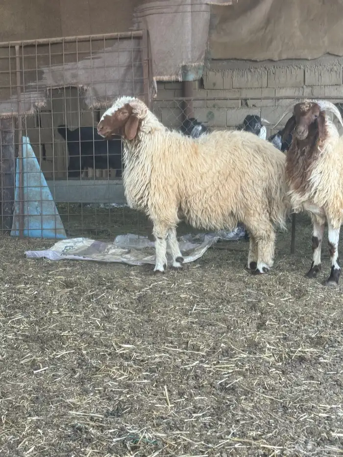 خرفان نعيم فاخر 1