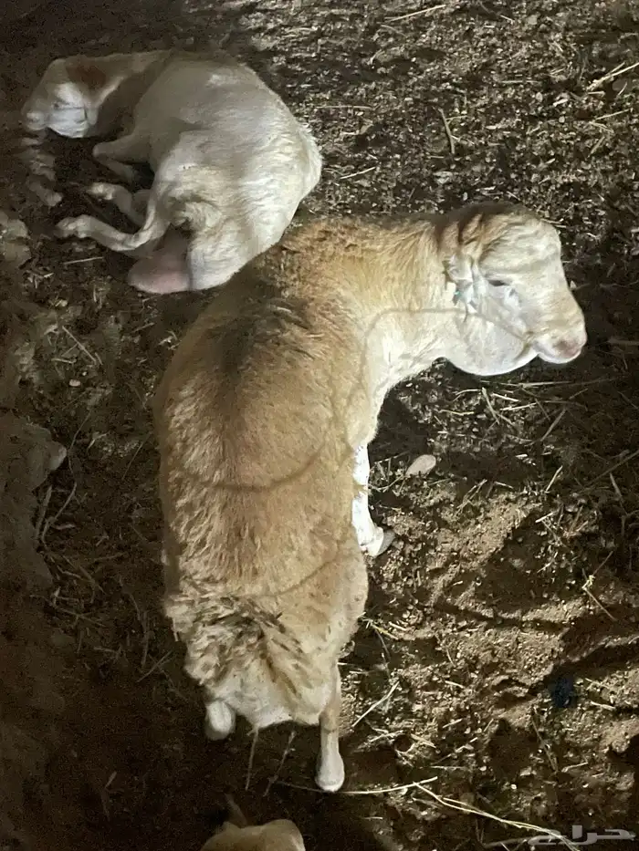 طليان تربيه شي فاخر 0