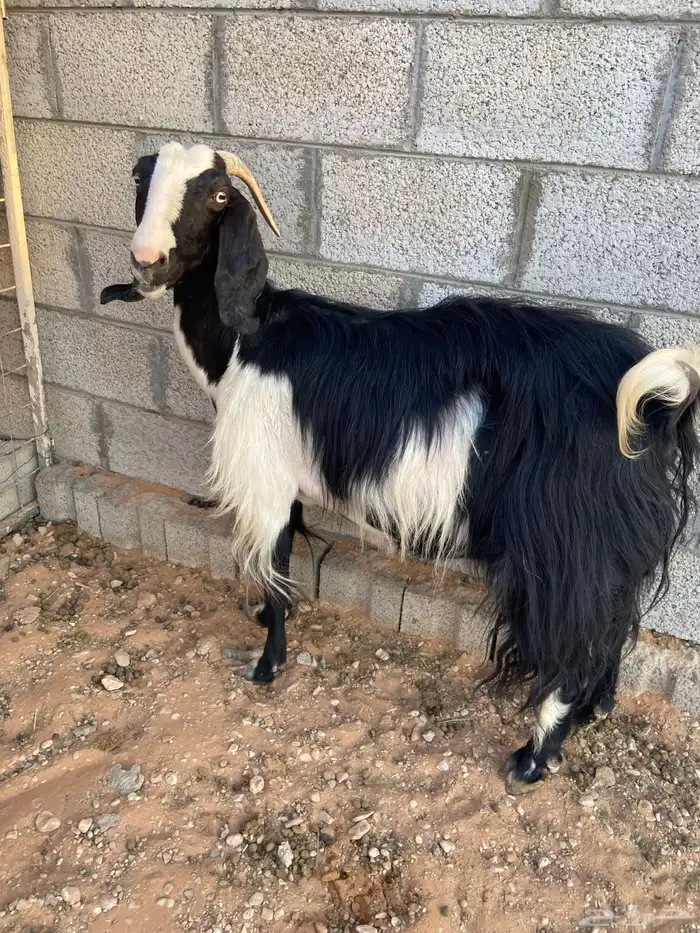 عنز مشروكه دافع طيبه 0