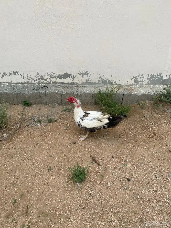 ذكر بط بلدي 1