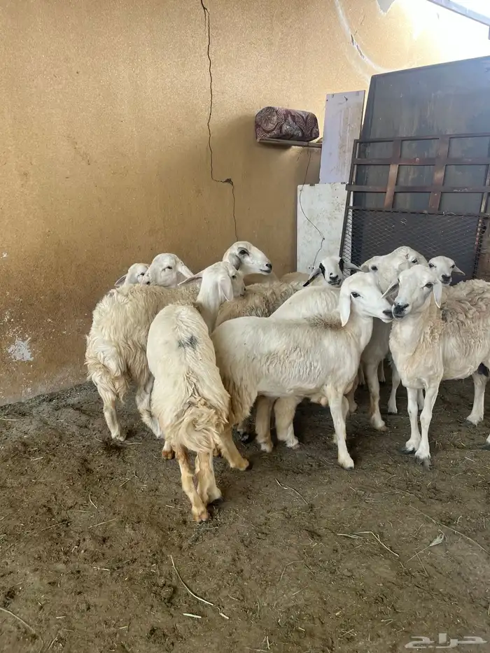 ياهل المقنى رخال فيها وحده قارح والباقي جذع بلفحل 11