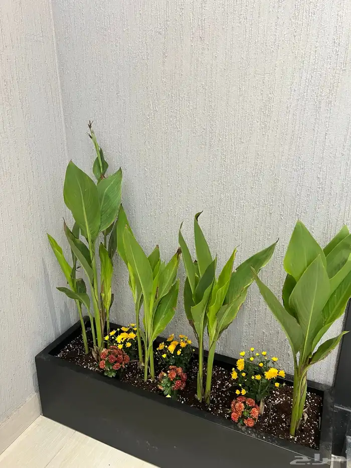 أعمال زراعة وصيانة للبيوت والمشاريع التجارية 31