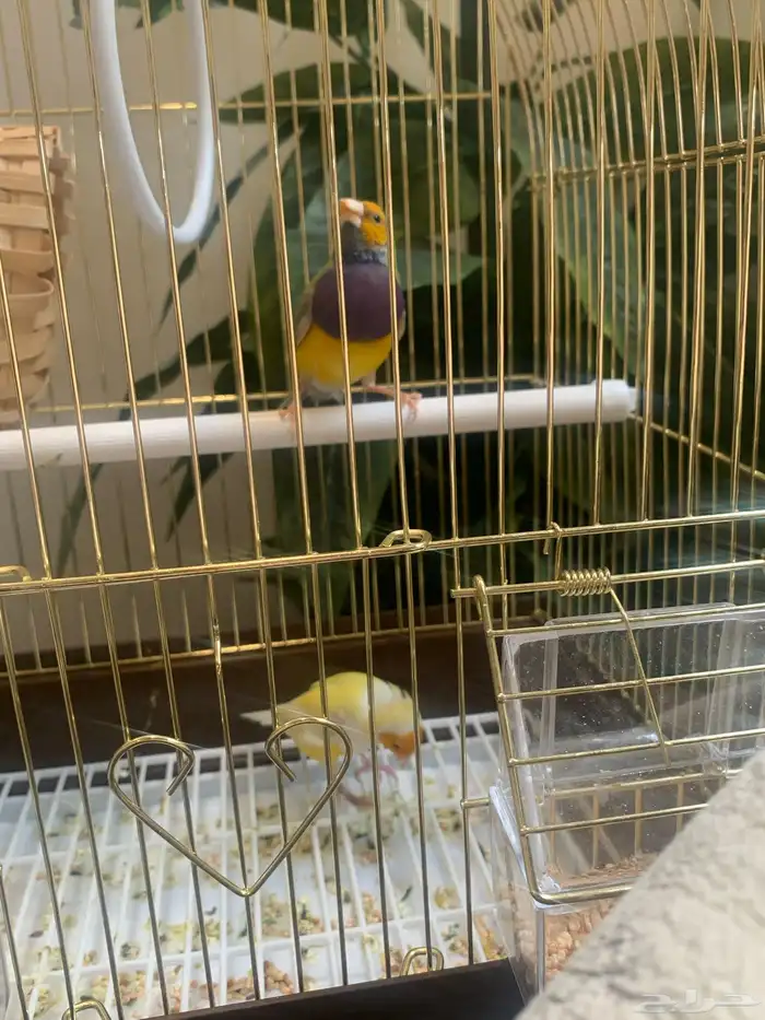 كنيور اليف و زوج قولد فنيش 3
