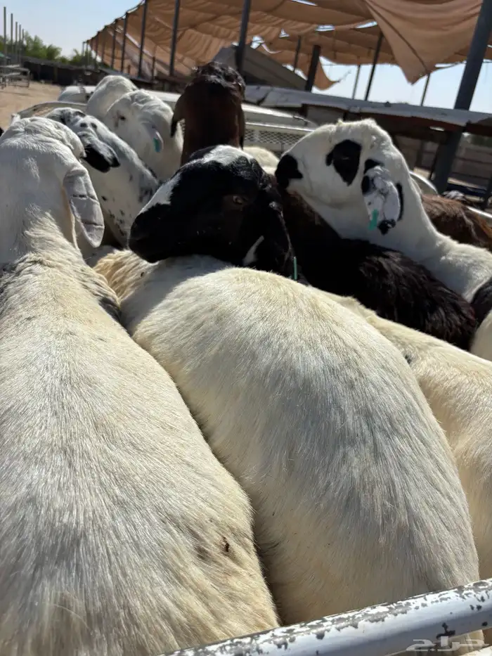 خرفان سواكن تربيه ميه بالميه 4