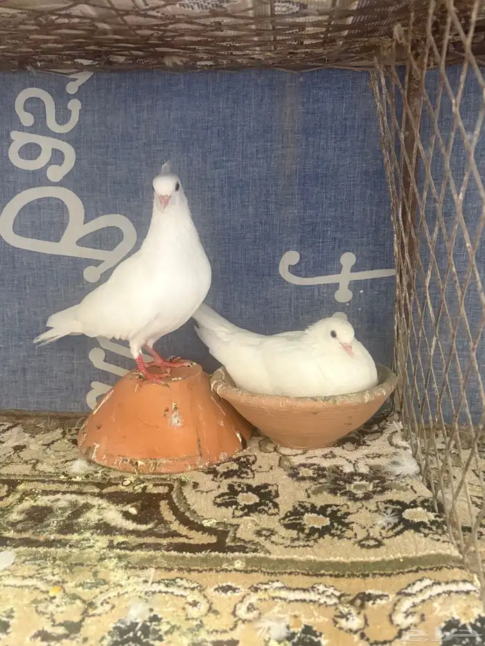 جوز صنعاني 0