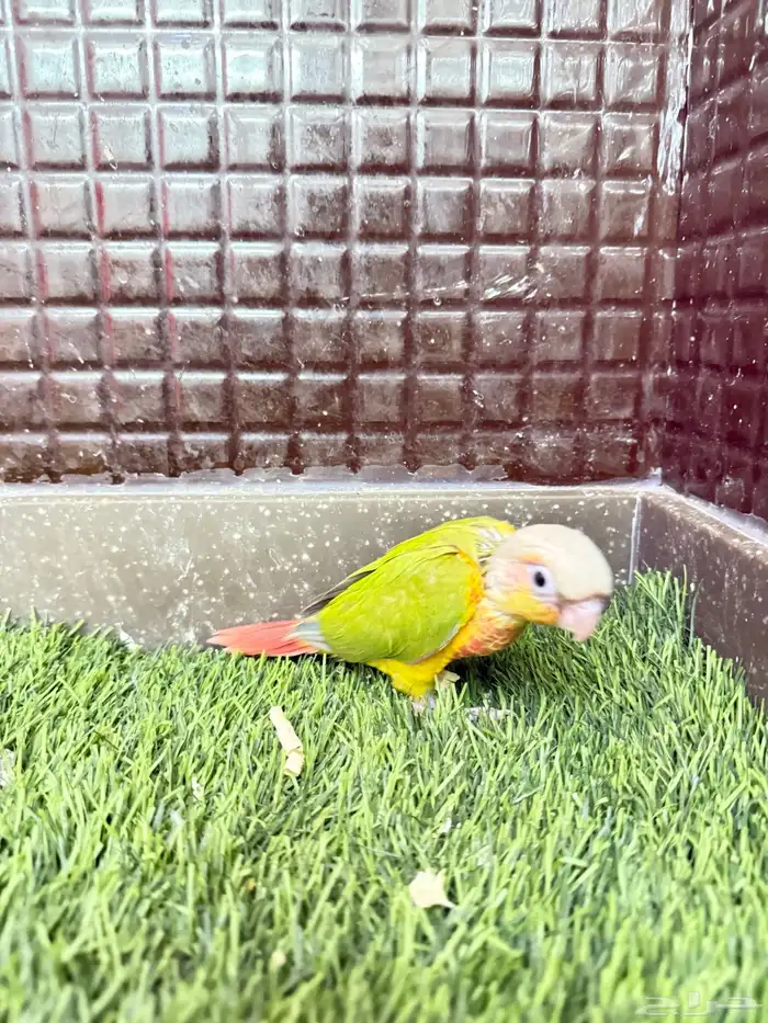 فروخ كنيور 3