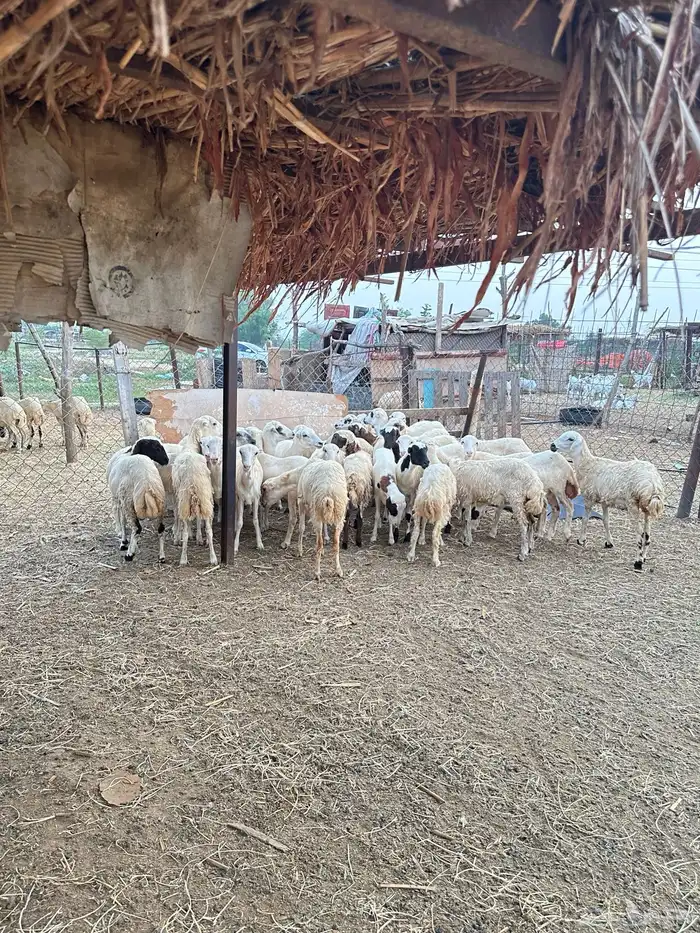 رخيل رفيدية 2
