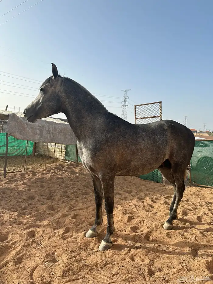 حصان شعبي 3