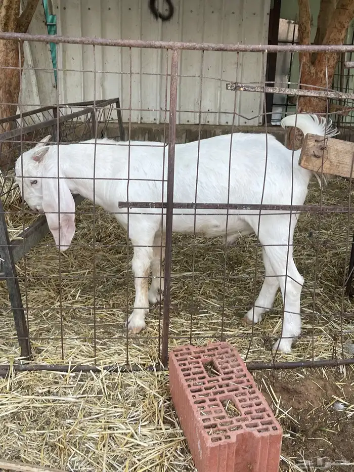 تيس ابرص العمر 7 او 8 اشهر 2