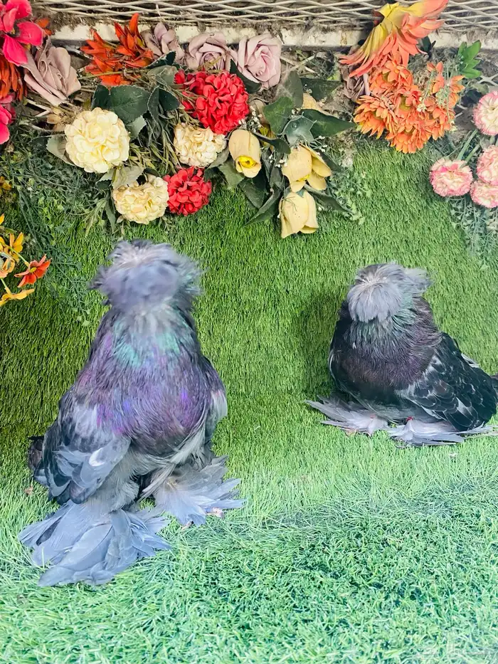 للبيع بخاره بلوشيك 9