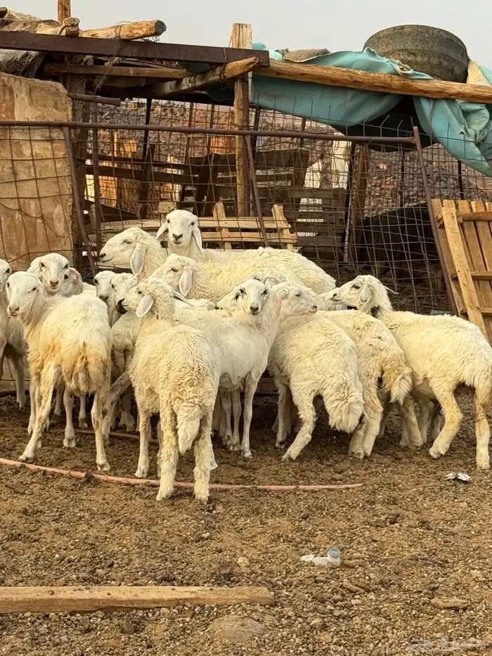بهم حري ورفيدي 2