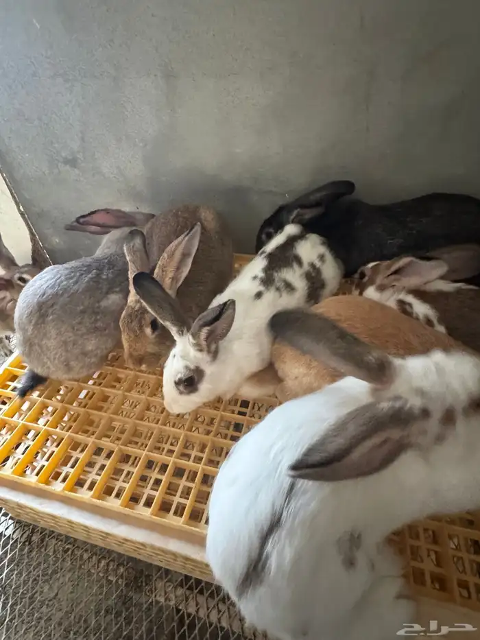 امهات ارانب للبيع 8