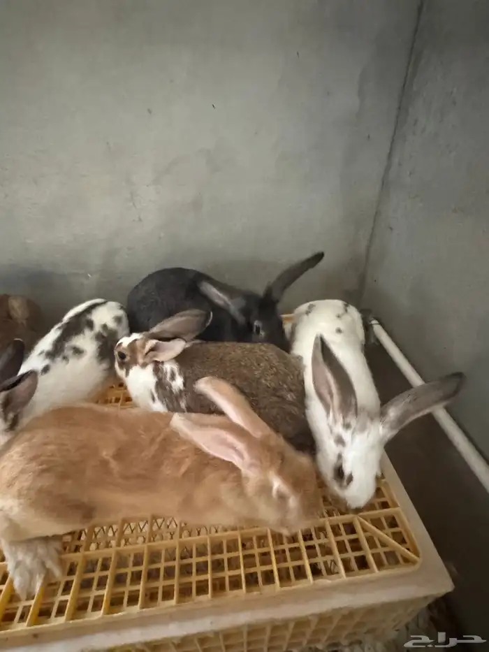 امهات ارانب للبيع 7