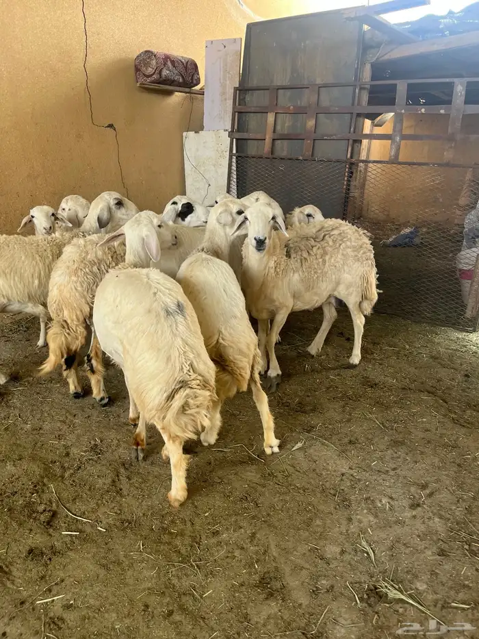 ياهل المقنى رخال فيها وحده قارح والباقي جذع بلفحل 14