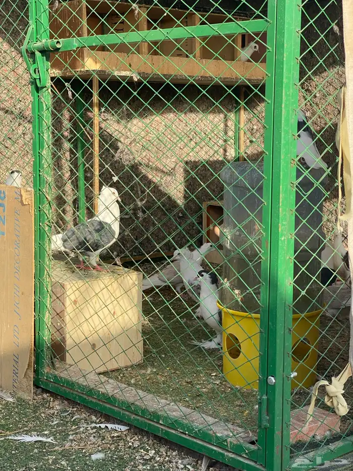 حمام جوز وتفريد 21