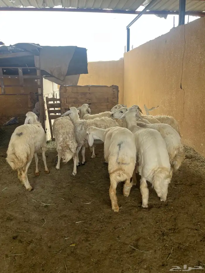 ياهل المقنى رخال فيها وحده قارح والباقي جذع بلفحل 0