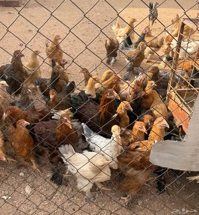 للبيع دجاج براهما اصل اللوان مشكلة 2